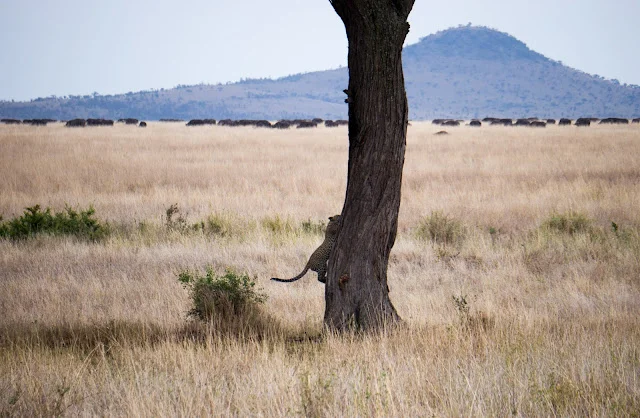 Serengeti_Safari_Tanzania