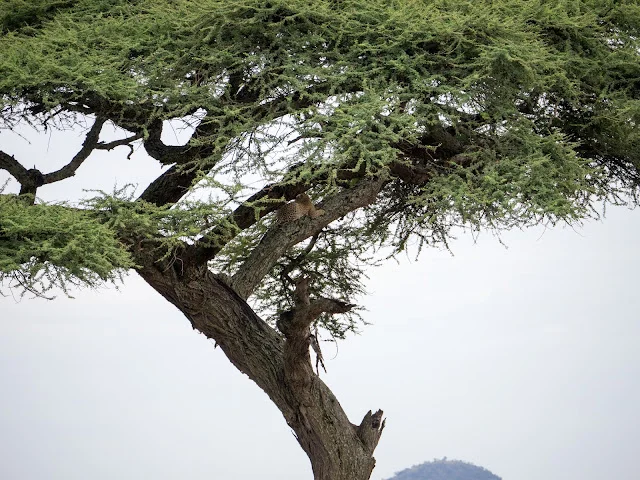 Serengeti_Safari_Tanzania