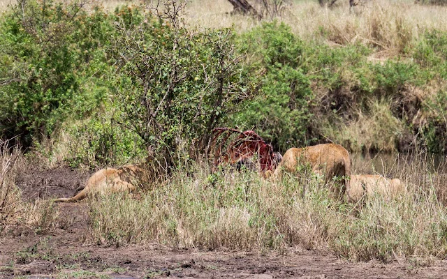 Serengeti_Safari_Tanzania