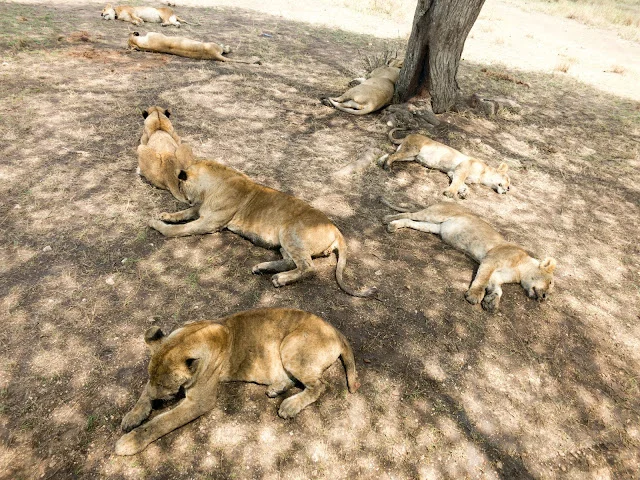 Serengeti_Safari_Tanzania