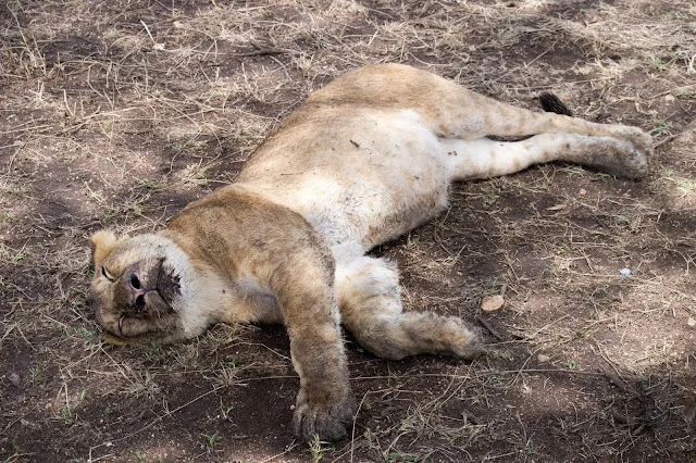 Serengeti_Safari_Tanzania