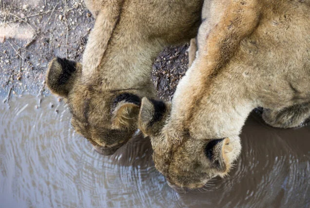 Serengeti_Safari_Tanzania