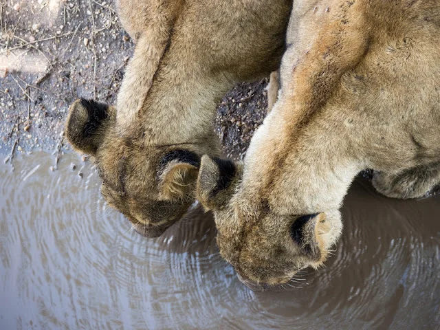 Serengeti_Safari_Tanzania