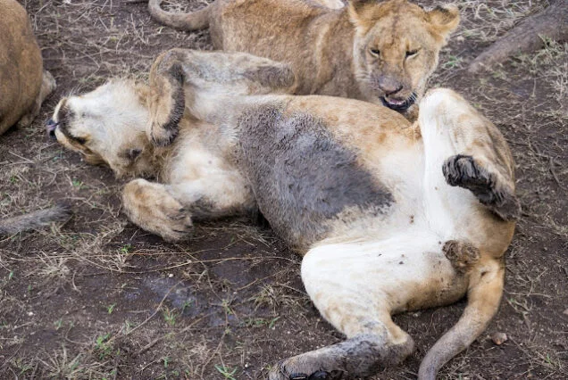 Serengeti_Safari_Tanzania