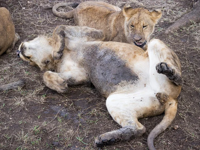 Serengeti_Safari_Tanzania