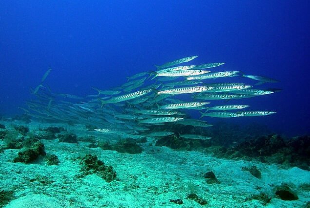 Gulet Sailing Datca Turkey