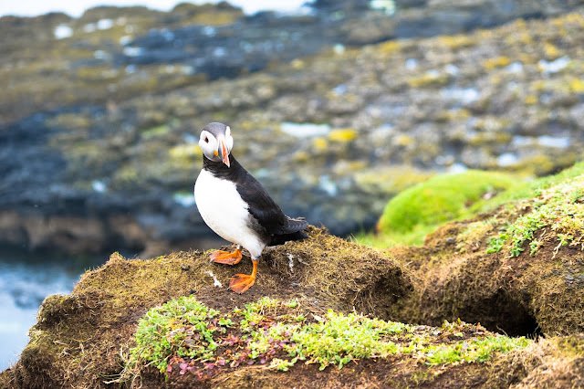 Isle Lunga Puffins Wildlife Tour Scotland 46