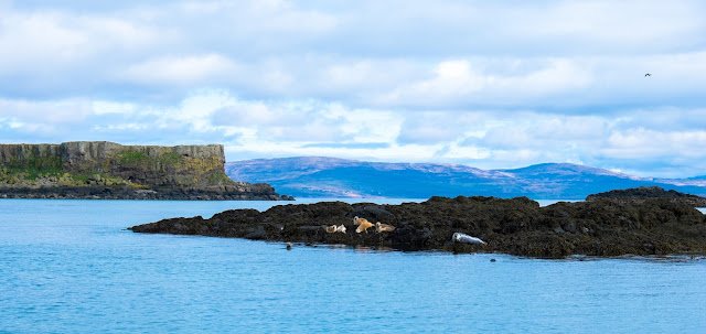 Isle Lunga Puffins Wildlife Tour Scotland 68