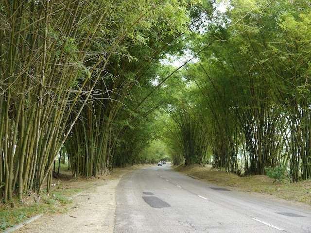 jamaica road 3
