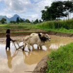 Sri Lanka Turu Neden Yorucu