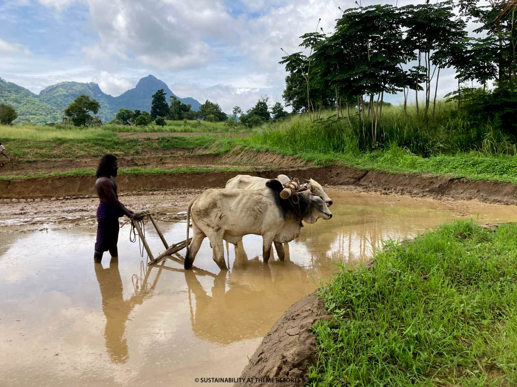 Sri Lanka Turu Neden Yorucu