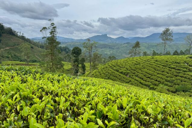 private driver in sri lanka