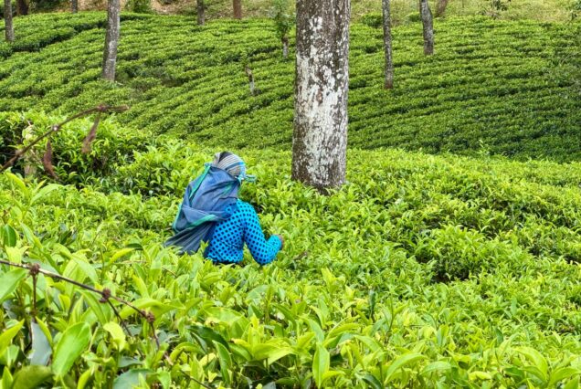 pekoe trail hiking guide