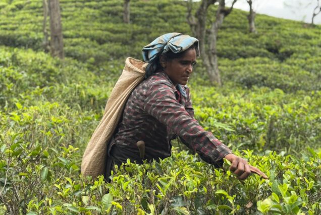 pekoe trail sri lanka