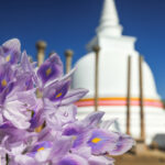 Sri Lanka Kaç Günde Gezilir