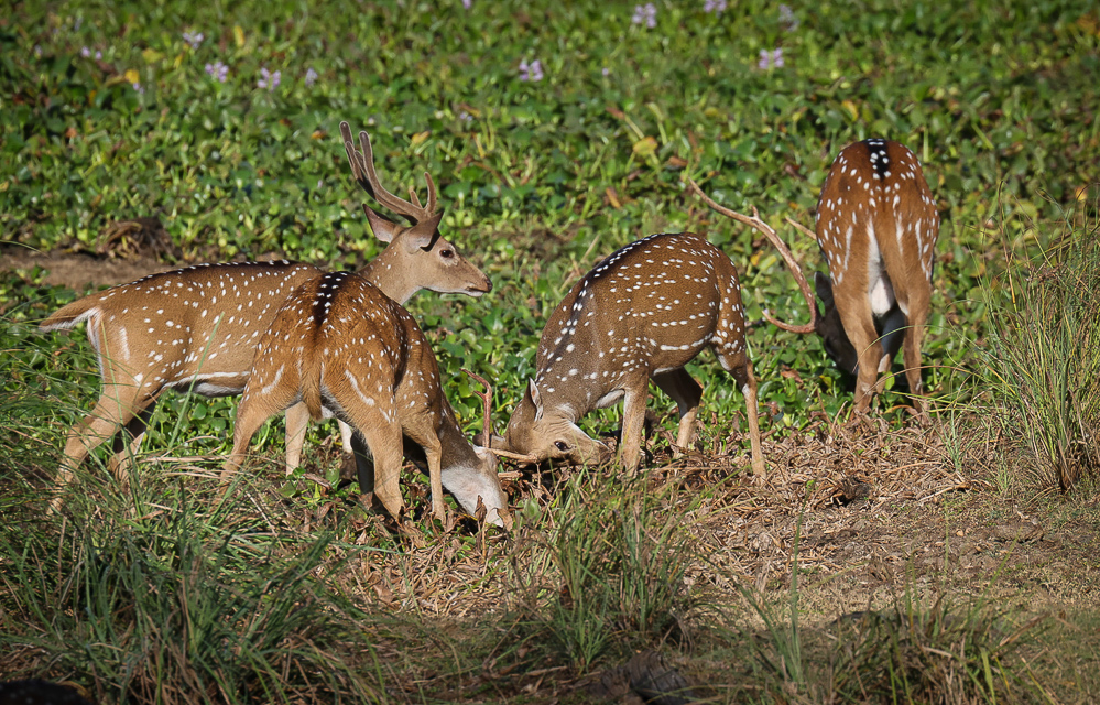 Sri Lanka Wilpattu Safari 17