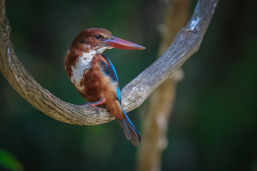 Sri Lanka Wilpattu Safari 34