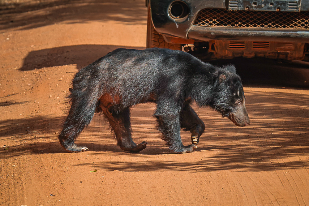Wilpattu Safari Sri Lanka