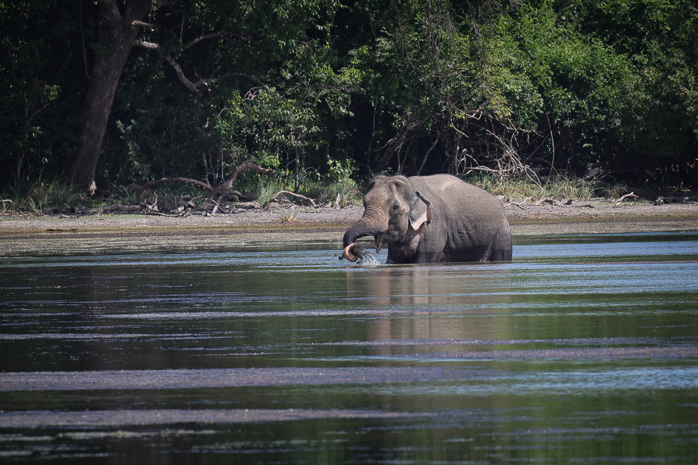Sri Lanka Wilpattu Safari 41