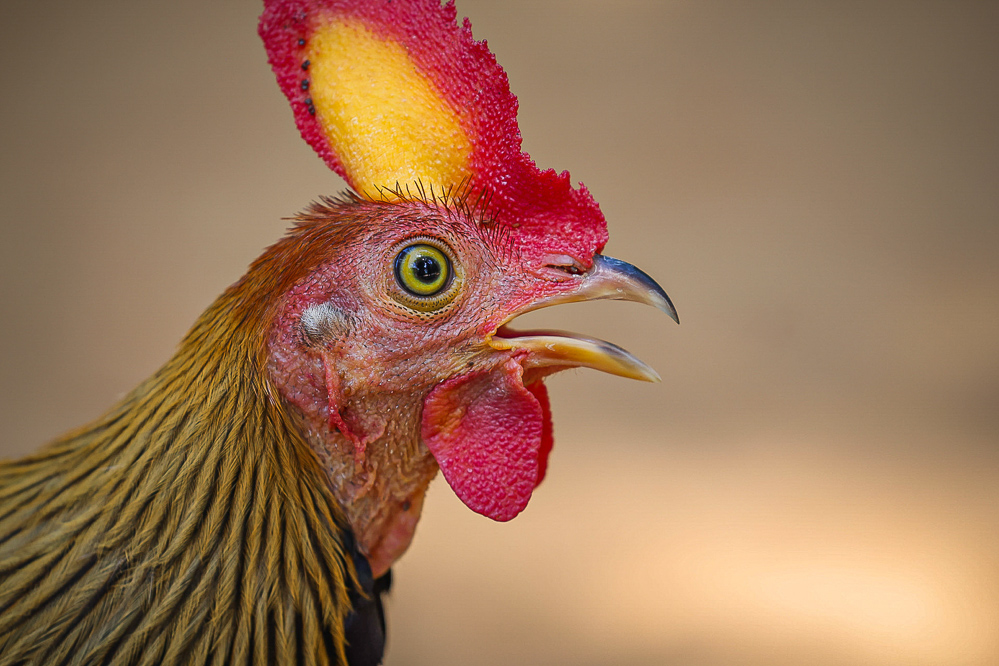 Sri Lanka Wilpattu Safari 49